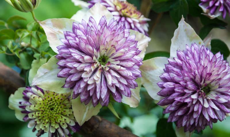 Not all clematis grow well in pots so in this article we have put together a list of our favourite and best clematis for pots. Read on to learn which varieties we choose and why.