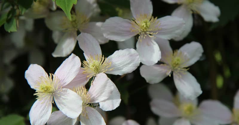 Best Clematis For Shade - 10 of the best clematis for that shady part of the garden