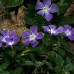 Best Ground Cover Plants