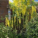 Best Trees For Small Gardens. If you have a small garden and are looking for some trees to add not just colour but perhaps fruit and stunning foliage, these top 10 trees for small gardens.
