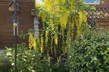 Best Trees For Small Gardens. If you have a small garden and are looking for some trees to add not just colour but perhaps fruit and stunning foliage, these top 10 trees for small gardens.