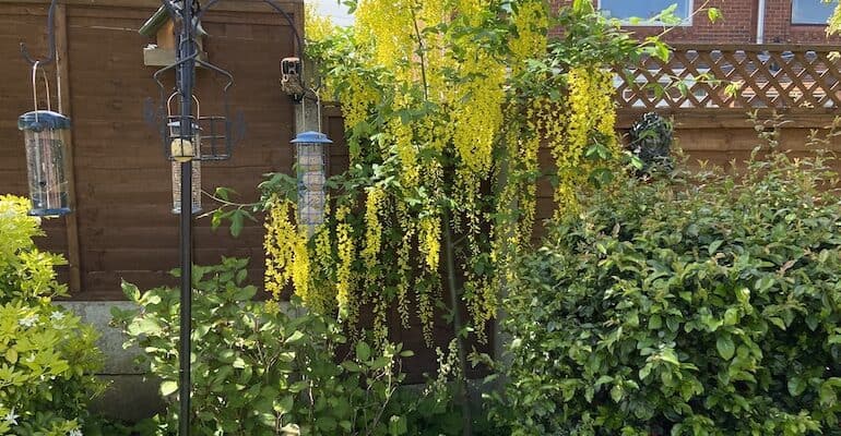 Best Trees For Small Gardens. If you have a small garden and are looking for some trees to add not just colour but perhaps fruit and stunning foliage, these top 10 trees for small gardens.