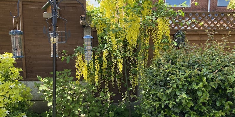 13/05/2019 | Pyracantha.co.uk