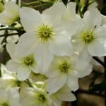 With so many deciduous clematis available, sometimes you want all year colour. In this article, we look at some of the best evergreen clematis for all year round colour