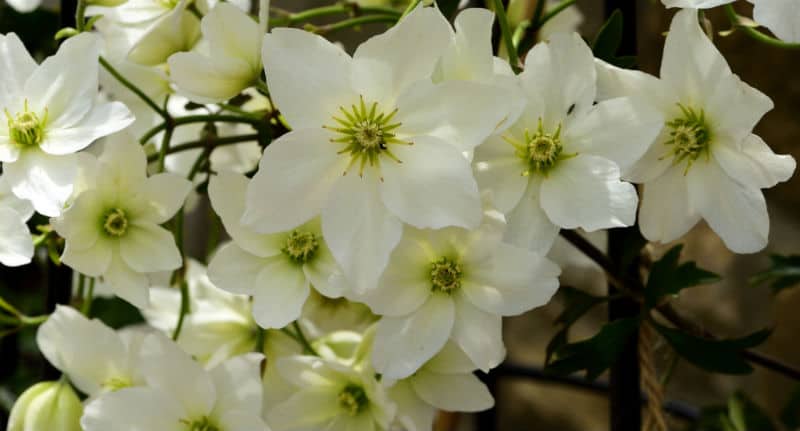 With so many deciduous clematis available, sometimes you want all year colour. In this article, we look at some of the best evergreen clematis for all year round colour