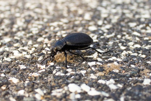 Organic mulch will typically contain carabid beetles (the black beetles you sometimes see) or crickets who will eat the weed seeds for you, beetles even eat aphids and slugs so will also help keep pests at bay too. 