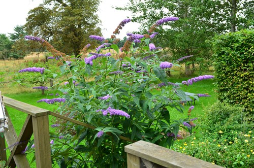 It's great for attracting bees and butterflies into the garden and is probably one of the easiest shrubs to grow with very little maintenance need. They can be pruned back hard to control the size and respond very well to pruning but it's not essential except for controlling the size. With a size in mind, you can even get dwarf varieties now that grow much smaller which are a great choice for small gardens.