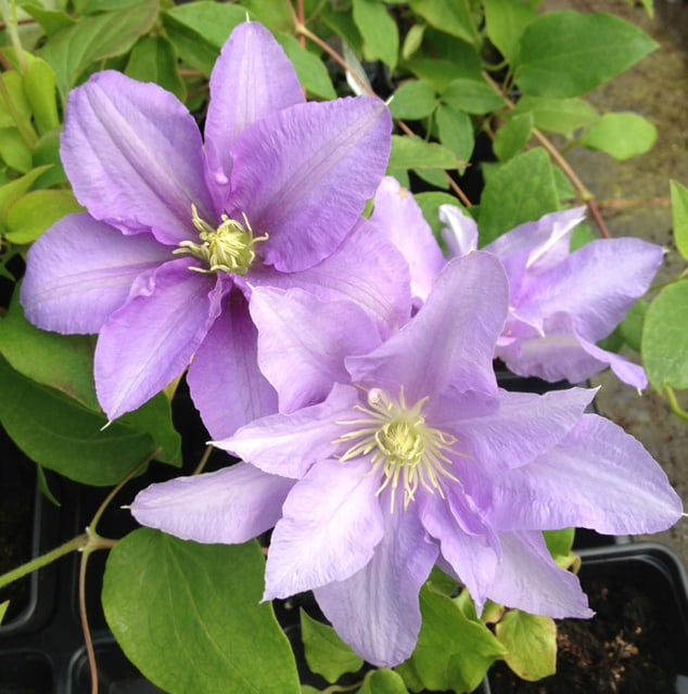 This clematis will give you beautiful flowers at the end of spring to the beginning of summer. It reaches a height of around 90cm up to 120cm and a spread between 30cm and 60cm making it perfect for container growing in small or larger pots. 