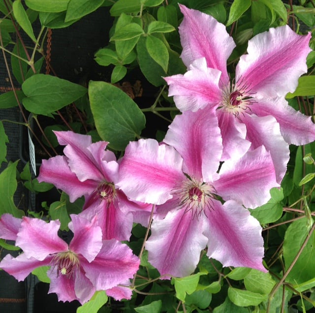 This variety gives you a break from all the purple and brings this to the table a beautiful pink. Running up the centre of each bloom you will see hot pink stripes accented by billowing light pink exteriors. 