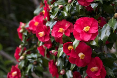 These are flowering, shade loving shrubs that produce many different bloom colours ranging from light pinks to rich rubies to white or cream. They will bloom in the winter in the early spring which adds a bit of cheer to any garden that might otherwise be lacking in colour.