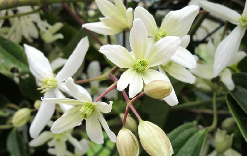 Clematis Armandii doesn't need yearly pruning like most other clematis and they don't respond well from hard pruning. Prune to control the size only and prune after flowering.