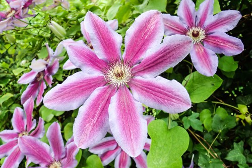 This clematis known as the Carnaby is a more compact bloomer which provides flowers in the spring in the early summer and then provides a follow-up flush of flowers at the end of summer or beginning of autumn. This variety offers deep pink flowers with red stripes down the centre known as bars. They can be prone to fungal diseases early on so you will need to put in a small bit of care initially to protect them but once they get established their very trouble-free.