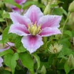 Clematis Pruning Group 2 - How and when to prune group 2 hybrid clematis
