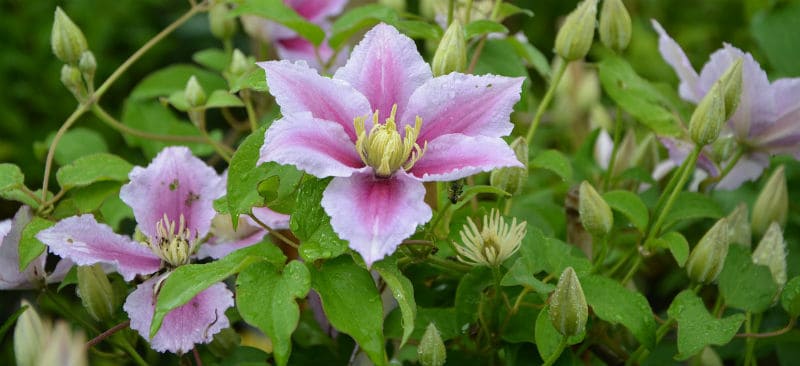 Clematis Pruning Group 2 - How and when to prune group 2 hybrid clematis