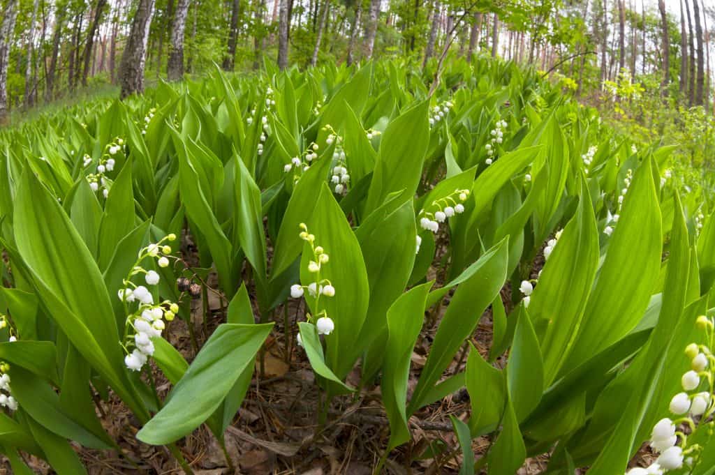Lily of the valley is a highly poisonous flowering plant that will work well for ground cover and leave a sweet scent. This plant is one that goes by many names such as Mary's tears and May Bells. While consumption of it is poisonous, it is still a stunning specimen to behold, so much so that it was included in the wedding bouquet of Kate Middleton.