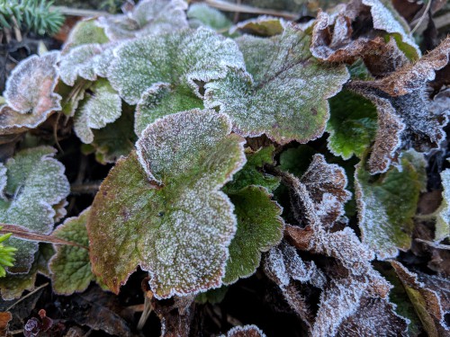 Coral Bells should be given winter mulching once your ground freezes in order to prevent freezing. In some cases the freezing and thawing will periodically push your plant upward so you need to check on it regularly throughout the winter to make sure the roots are not exposed and if they are, replant the Coral Bells if possible or further cover it.
