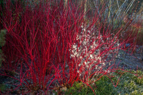 The red-barked dogwood 'Elegantissima' which had bright red stems in winter and beautiful variegated foliage in summer is one of our favourites and grows to around 2.5 meters but can be pruned back hard every spring.