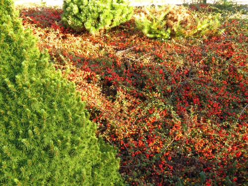 This plant is a deciduous shrub that can reach one or two m in height and spreads rapidly in terms of its width. It requires full sun to partial shade & blooms with pink foliage and showy flowers between May and June. It is a very low maintenance plan that requires a medium watering efforts and will attract birds to your yard. It is very drought resistant.