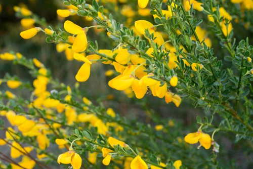 For a shrub that takes on a unique appearance both in stems and flowers, the beans broom is what you want. This is an evergreen shrub that can grow erect, taking on almost a tree-like shape with very small, 3 parted leaves and bean-like flowers that you will see throughout the spring in the summer.