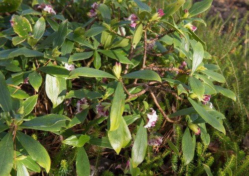 As the name suggests this evergreen produces leaves that are rich and green with golden edges. When it blooms in winter and early spring it will produce pink and white flowers. It thrives in full sun, morning sun with afternoon shade, and even filtered sun which actually makes it an ideal choice to integrate in smaller gardens that might be limited in terms of the sunlight exposure. 