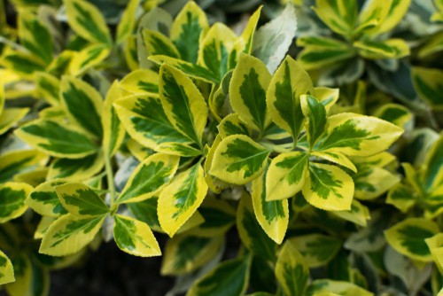 Euonymus Blondy ground cover plant
