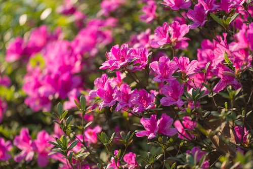 There are azaleas that come in the form of deciduous and evergreen varieties both of which are perfect spring-flowering shrubs. The Azalea comes in so many forms that you can pick pink, white, burgundy, red, even coral flowers. There's very little work required to cultivate Azalea's but a big reward.