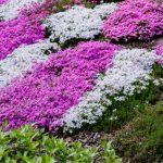Ground cover plants to cover an area quickly help to add character and detail to an existing space. We look at 10 of the best fast growing ground cover plants. we look at both shrubs and perennials.