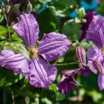 In this article, we look at how to feed clematis starting with a mulch in autumn to feeding in spring followed by a two weekly specific feed. Learn how to get a better flowering display.