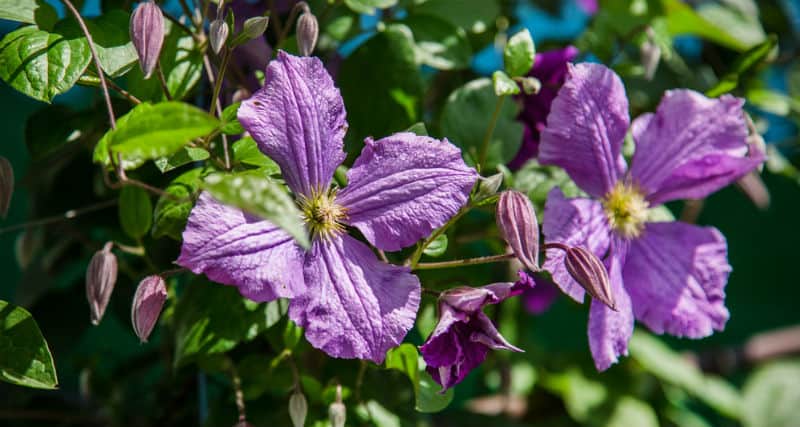 In this article, we look at how to feed clematis starting with a mulch in autumn to feeding in spring followed by a two weekly specific feed. Learn how to get a better flowering display.