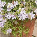 One of the best ways to enjoy clematis is by growing clematis in pots, you can grow them almost anywhere with many types doing well in partial shade. learn more