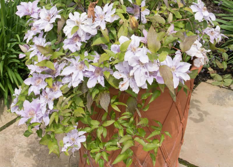 One of the best ways to enjoy clematis is by growing clematis in pots, you can grow them almost anywhere with many types doing well in partial shade. learn more