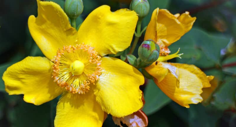 Growing Hypericum Hidcote – the complete guide