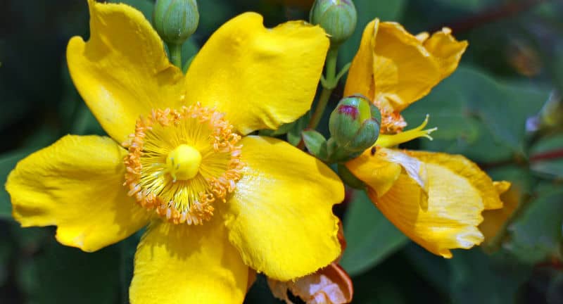 Growing Hypericum Hidcote