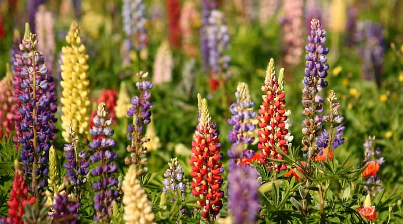 Choosing the Right Location for Planting Lupine Flowers