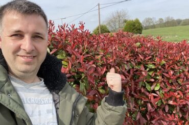 The Photinia Red Robin, is a popular hybrid of the Photinias. This popular Evergreen has beautiful red leaves which is where it gets its name. Read our growing guide now to learn about planting, feeding, pruning and general care.