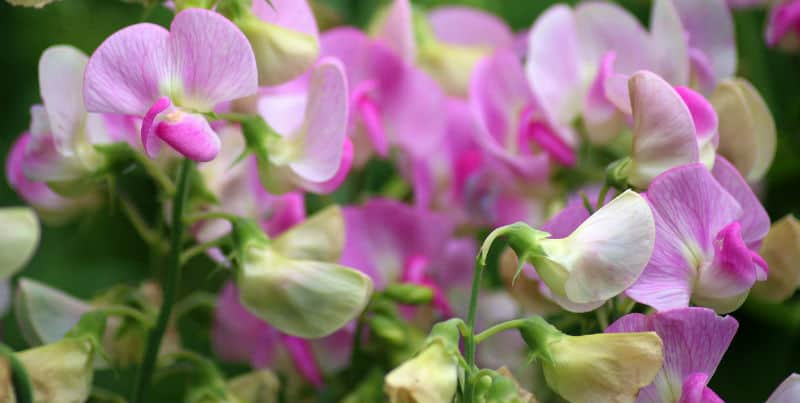 Growing Sweet Pea