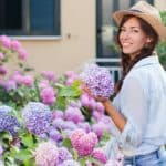 Growing hydrangeas - beginners guide