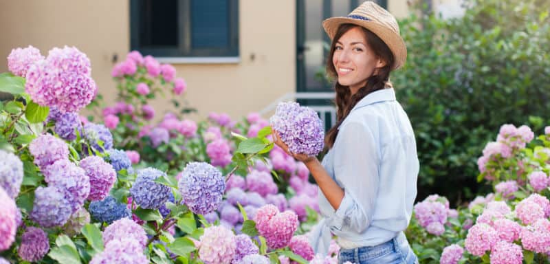 Growing hydrangeas - beginners guide