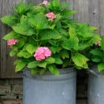 Growing hydrangeas in pots are relatively simple. In order to grow your hydrangeas in a pot you need to make sure that the soil contained in the pot or container is well-drained, the location in which you place the pot receives the proper amount of sunlight, and the soil remains properly moist as they need regular water and will suffer quickly if they don't get enough water.