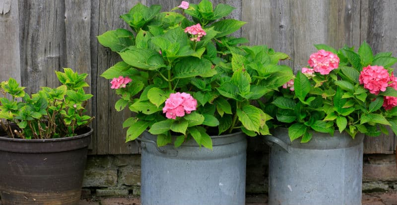 Growing hydrangeas in pots are relatively simple. In order to grow your hydrangeas in a pot you need to make sure that the soil contained in the pot or container is well-drained, the location in which you place the pot receives the proper amount of sunlight, and the soil remains properly moist as they need regular water and will suffer quickly if they don't get enough water.