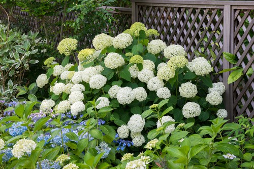 Growing hydrangeas Hydrangea arborescens 'Annabelle'. A favouite of many gardeners, this hydrangea is easy to care for and the flowers can be as large as 25cm across