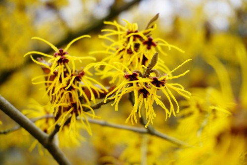 Witch hazel is a deciduous shrub that provides fragrant, bright flowers throughout the winter and is one of the most maintenance-free flowering shrubs you will ever find. Part of what makes it so maintenance-free is the fact that it's resistant to almost all pests and diseases. Witch Hazel will grow most prolifically in full sun or in partial shade depending on how hot it gets where you live. The flowers when in bloom look like fiery embers against the bright winter sun. This plant is tolerant of alkaline or acidic conditions which allows it to grow just about anywhere.