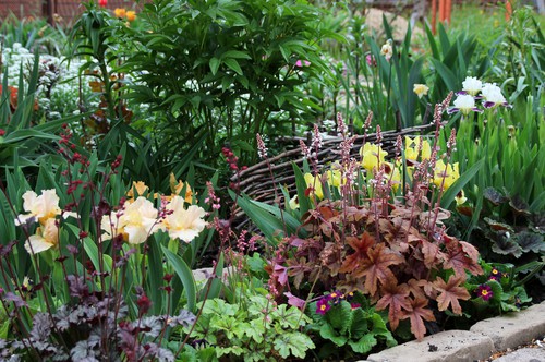 Different types of heuchera in flower bed