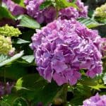 How to Prune Hydrangeas