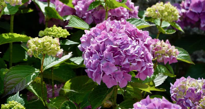 How to Prune Hydrangeas