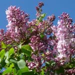 How to care for your lilac tree