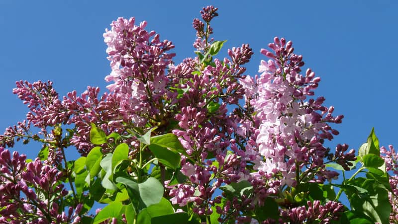 How to care for your lilac tree