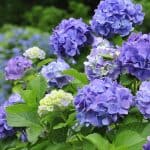 How to change the colour of hydrangeas - Changing the bloom colours from pink to blue or blue to pink is based on the soil pH. The pH level of the soil will only change the colour of the mop head or lacecap hydrangeas.