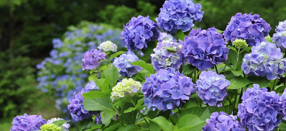 How to change the colour of hydrangeas - Changing the bloom colours from pink to blue or blue to pink is based on the soil pH. The pH level of the soil will only change the colour of the mop head or lacecap hydrangeas.