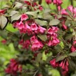 best Shrubs for clay soil